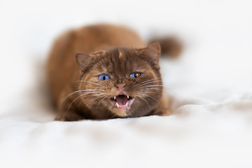 Miau Tiger Katze fauchen Odd eyed Split auf sofa - obrazy, fototapety, plakaty