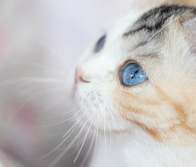 BKH blue eyes Odd eyed Altay Rassekatze Kitten