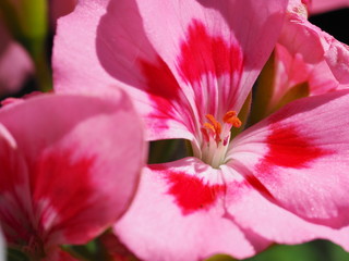 Fototapeta na wymiar Macro of Two Toned Pink Geranium Flowers
