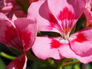 Fototapeta na wymiar Macro of Two Toned Pink Geranium Flowers