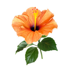 bright orange hibiscus flower isolated © Tetiana