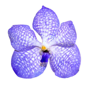 Blue Orchid Flower Isolated On White Background