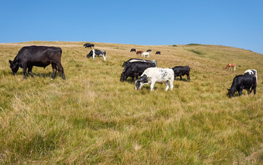 Cows grazing on a pasture