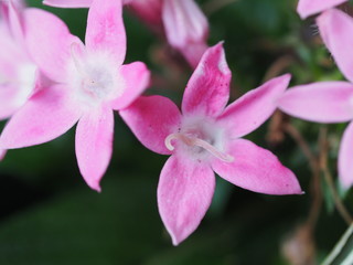 Fototapeta na wymiar Closeup of Pink Star Shaped Flower