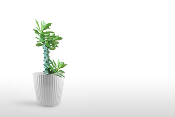 Beautiful cactus isolated on white background.  On the wood table colorful ceramic pot.