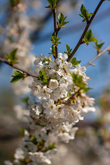 Bird cherry blossoms flowers in spring. Spring blossom flowers of bird cherry tree. Spring bird cherry tree flowers. Bird cherry tree flowers bloom in spring