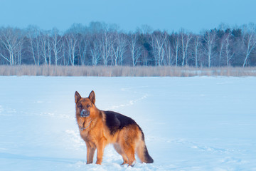 Dog in a winter, cold forest