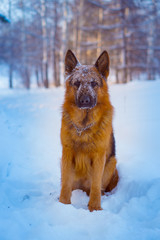 Dog in a winter, cold forest