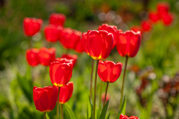 Very beautiful red tulips that grow in my garden.