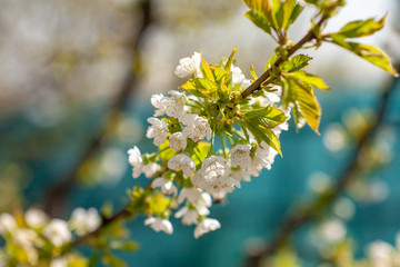 Bird cherry blossoms flowers in spring. Spring blossom flowers of bird cherry tree. Spring bird cherry tree flowers. Bird cherry tree flowers bloom in spring