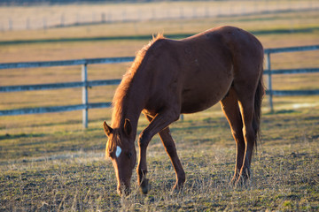 horse in a field