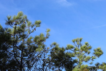 Arcachon Sapin ciel bleu