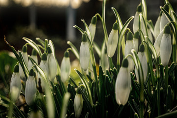 Some snowdrops in a garden