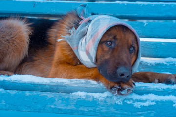 A dog in a hat sits on a bench