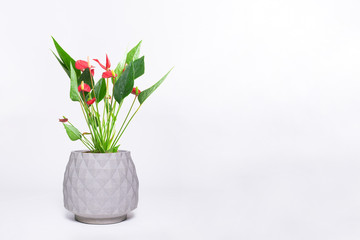 Antarium blossoming in a pot isolated on color background