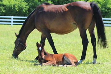 Naklejka premium Mare and foal