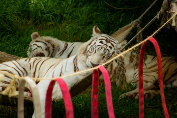 Durmiendo