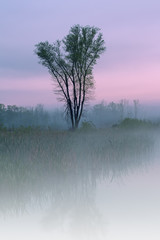 Spring landscape at dawn of foggy Jackson Hole Lake with reflections in calm water, Fort Custer State Park, Michigan