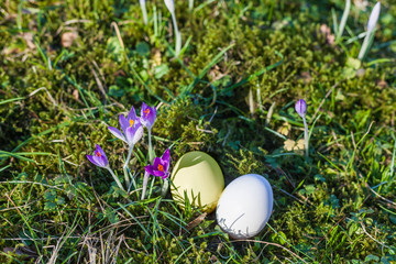 Easter eggs on green, mossy forest floor with first purple crocuses in the spring Easter. the first rays of sunshine in the year