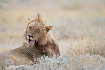 Male lion, lion in the wilderness of Africa