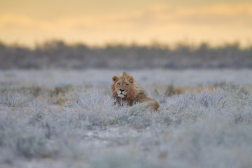 Male lion, lion in the wilderness of Africa