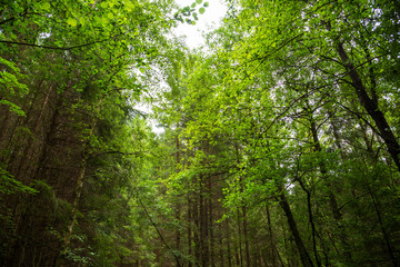 Beautiful Scenery Of Forest In Sweden. Many Trees With Green Colored Branches. Sunny Spring Or Summer Time