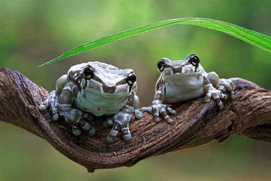 Two mission golden-eyed tree frogs on a branch, Indonesia