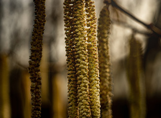 Some pollen in a tree