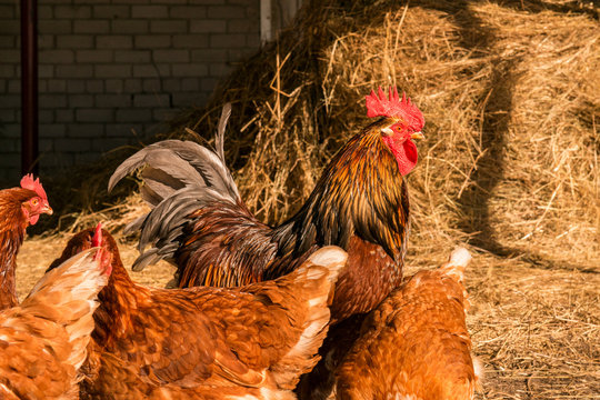 Rooster with chickens walking on a hay at the countryside. flock of chickens grazing on the hay. Hen grazing in field. Welsummer chicken hen walking with other chickens.