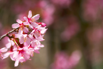 Pink Cherry Blossoms Closeup