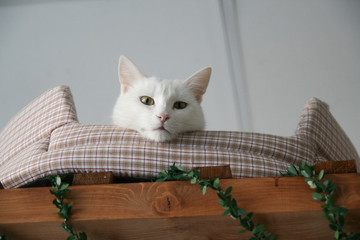 Cat funny animal or pet inside house or home. best human friend. Closeup Portrait.