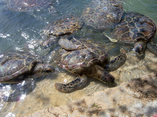 Group of turtles in pond of captivity area