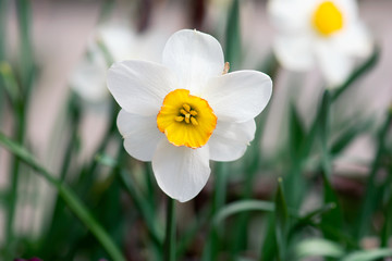 White Narcissus