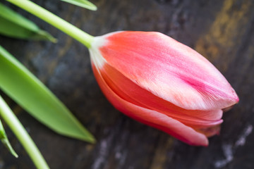 Closeup of one red tulip flower.