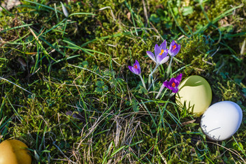 Easter eggs on green, mossy forest floor with first purple crocuses in the spring Easter. the first rays of sunshine in the year.