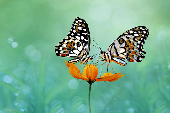 Two butterflies on a flower, Indonesia