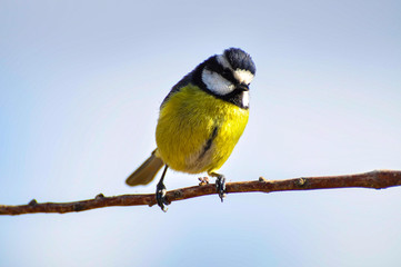 herrerillo azul y amarillo