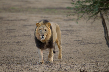 Male lion, lion in the wilderness of Africa
