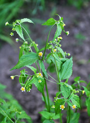 In the field it blooms galinsoga parviflora