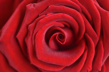 Red rose close-up