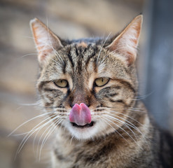 GATO SACANDO LA LENGUA