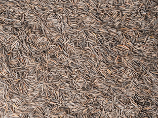 Wild black rice top view, texture.