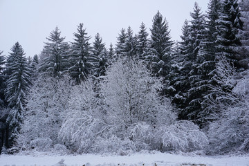 Schneebedeckte Bäume im Februar im Spiegelwald im Erzgebirge