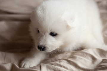 small white samoyed puppy on bed