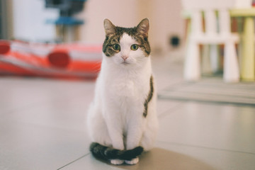 Cat funny animal or pet inside house or home. best human friend. Closeup Portrait.