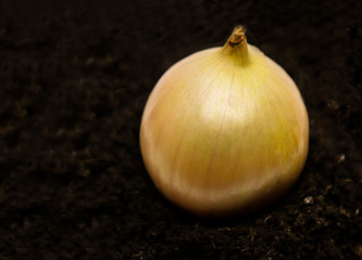 Large yellow onion on dark ground. Planting vegetables and harvesting. Growing onions.