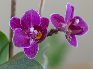 Purple orchid