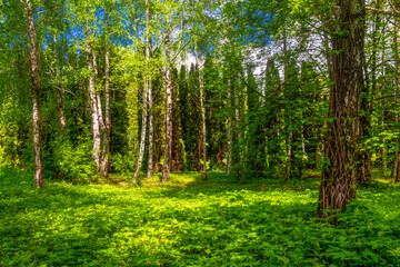 Forest with birch trees and vegetation..
