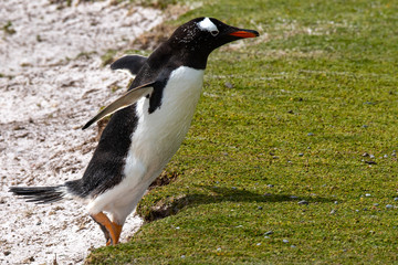 Gentoo Penguin