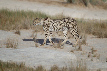 Cheetah, in the wilderness of Africa